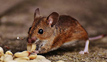 24 Hour & Emergency Exterminators in Tomb, PA